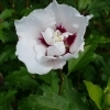 Hibiscus syriacus Speciosus -- Garteneibisch 'Speciosus'